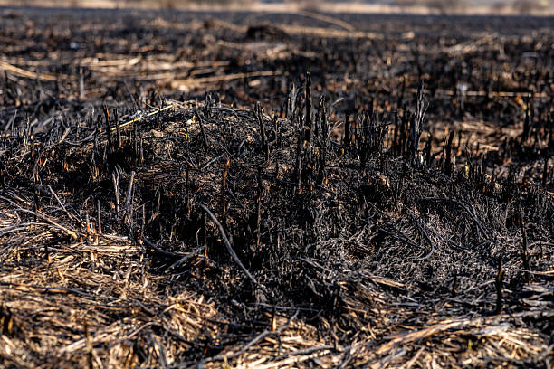 istock Charred earth remains after a wildfire has swept through a rural area, showing blackened remains with new growth peeking through 2213902142