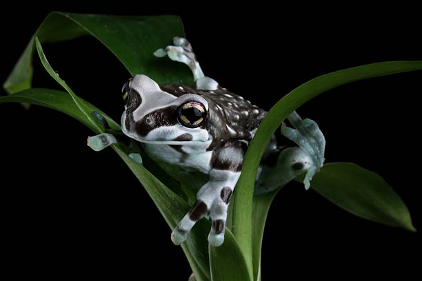 istock The Amazon milk frog on a tree, blue milk frog, Trachycephalus resinifictrix 2213902263