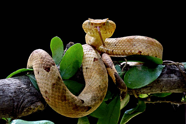 istock Trimeresurus Puniceus Pit Viper on a branch. Yellow flat-nosed isolated on black background, viper Craspedocephalus 2213902314