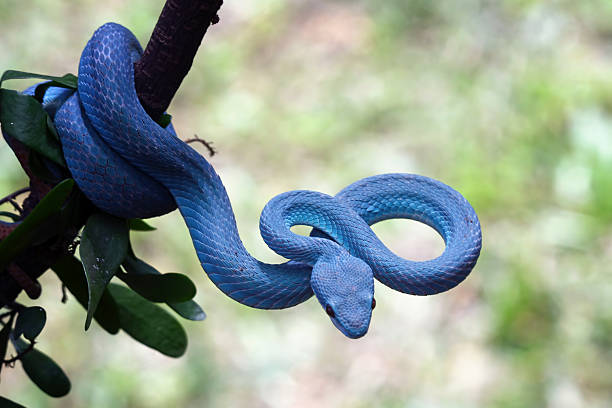 Blue viper snake insularis on a branch, trimeresurus Insularis