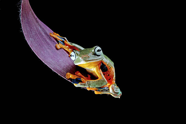 istock flying tree frog sitting on a leaves isolated on black background , javan tree frog rhacophorus reinwardti 2213902354