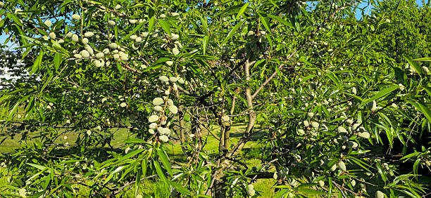 Almond tree in spring with fruits