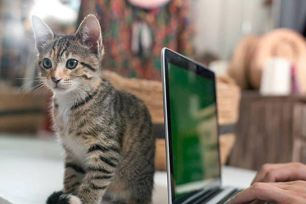 istock Kitten sitting next to laptop with green screen while person is typing 2213903083