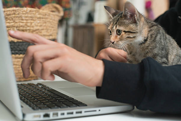 istock Young man working from home with kitten on her lap is pointing at laptop screen 2213903097