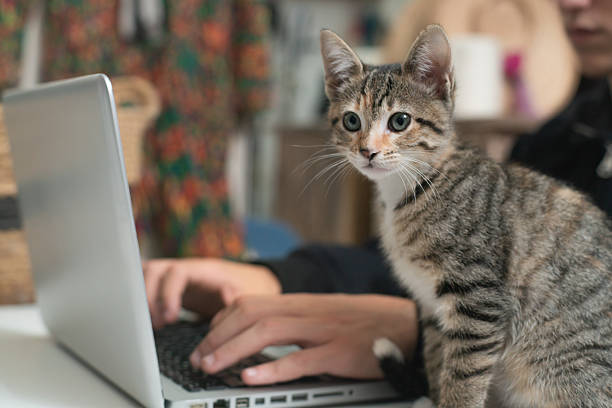 istock Tabby kitten sitting next to freelancer working on laptop 2213903334