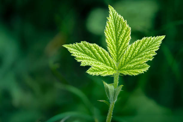 istock Close-Up of Single Green Leaf Against a Soft Blurred Background 2213903369