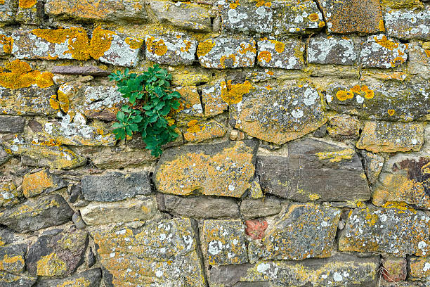 Old stone wall with small green plant