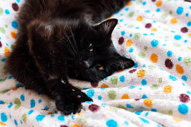 Portrait of cute black cat lying on soft blanket with front paws extended, gazing forward, Playful and calm, feline grace and tranquility, pet care and love
