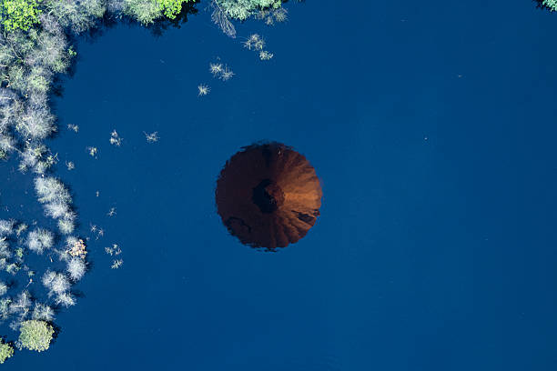 Reflection of a hot air balloon in clear blue water, surrounded by plants
