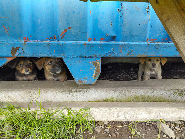 istock Three small puppies curiously look out from under a blue metal structure on a gray concrete curb among green grass and stones. 2213907468