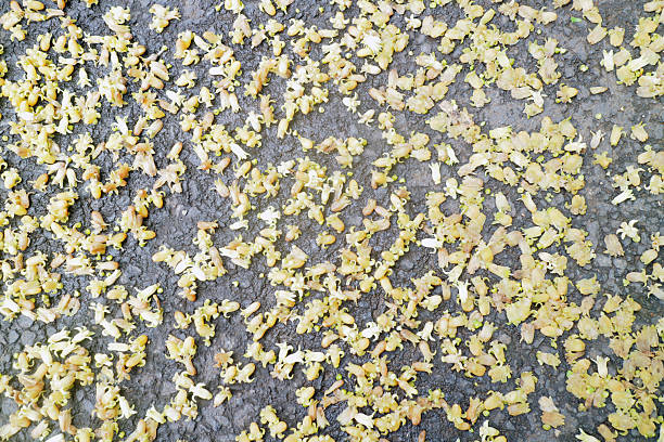 Yellow flowers arranged in a natural and scattered pattern over a rough pavement background.