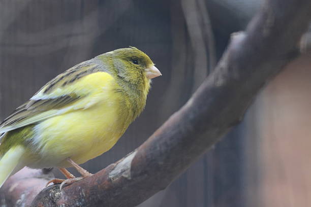 border canary on perch near nest box