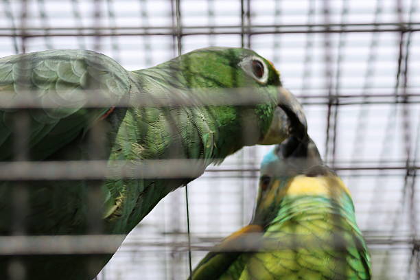 The lovebird is one of nine bird species of the genus Agapornis. A bird with a small size, various beautiful feather colors, with a voice characteristic of love birds