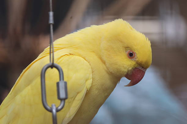 Beautiful bird relaxing in its cage at the zoo.