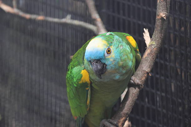 istock Colourful bird portrait 2213909321