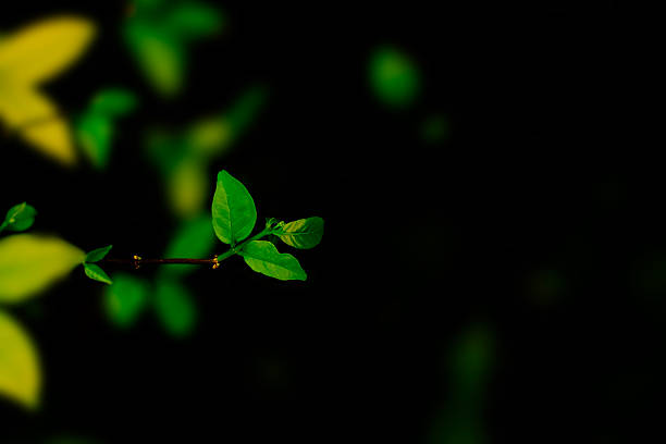 Close-up macro of fresh green leaves sprouting from a small branch, possibly Wrightia religiosa or Streblus asper, against a dark background, emphasizing new growth and natural beauty.