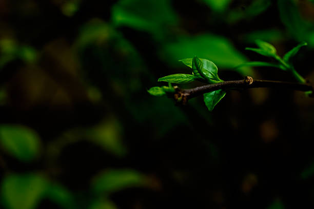 Close-up macro of young green leaves sprouting from a branch, captured in low key lighting with a dark background, highlighting nature's subtle growth and texture.