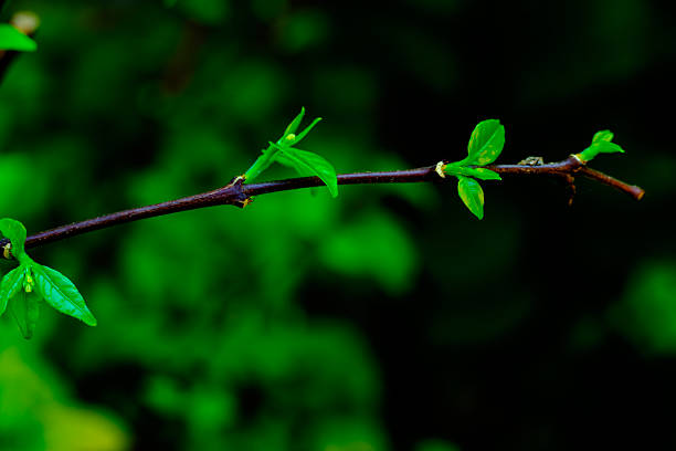 Close-up shot of fresh green leaves sprouting from a slender branch, bathed in sunlight with a lush green background, symbolizing growth, vitality, and natural beauty.