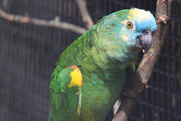 istock Colourful bird portrait 2213909592