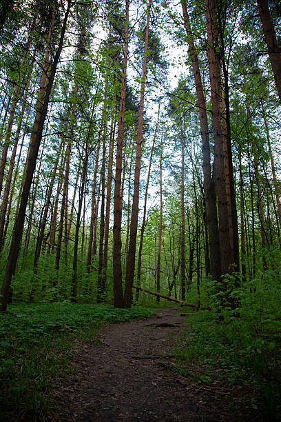 istock Green path in the forest with fallen tree after rain. Natural colors 2213912080