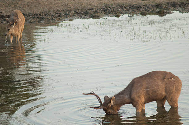 istock Pair of sambar feeding in a lagoon. 2213912967