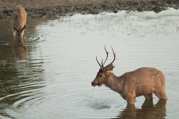 istock Pair of sambar feeding in a lagoon. 2213912970