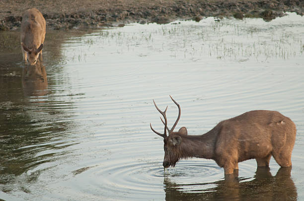 istock Pair of sambar feeding in a lagoon. 2213912974
