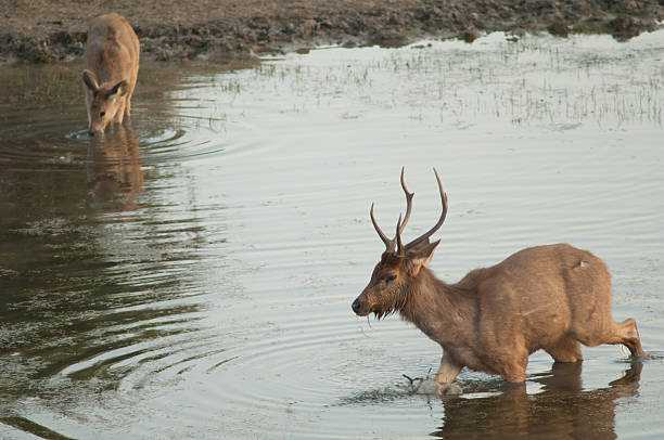 istock Pair of sambar feeding in a lagoon. 2213912975