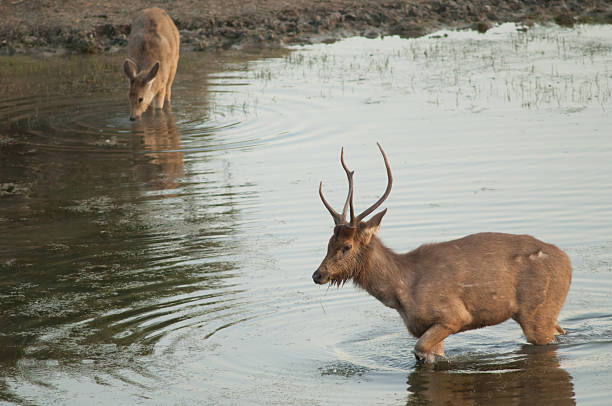 istock Pair of sambar feeding in a lagoon. 2213913008