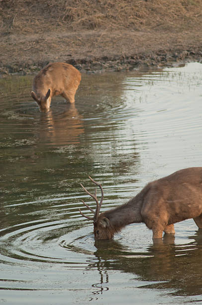 istock Pair of sambar feeding in a lagoon. 2213913013