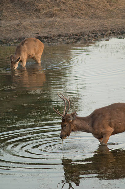 istock Pair of sambar feeding in a lagoon. 2213913018