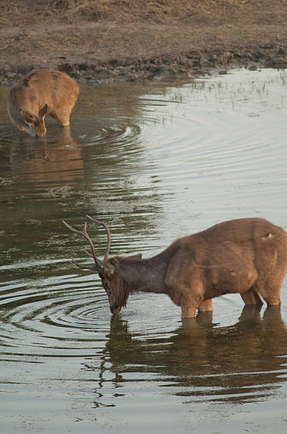 istock Pair of sambar feeding in a lagoon. 2213913022