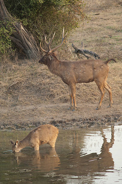 istock Pair of sambar in a lagoon. 2213913060