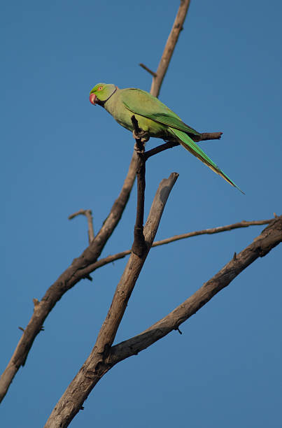 istock Rose-ringed parakeet on a branch. 2213913320
