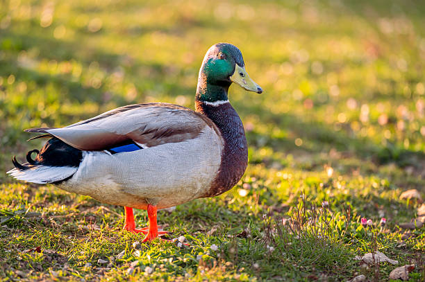 istock One Male Mallard Duck Standing on Grass at Sunset. 2213913451