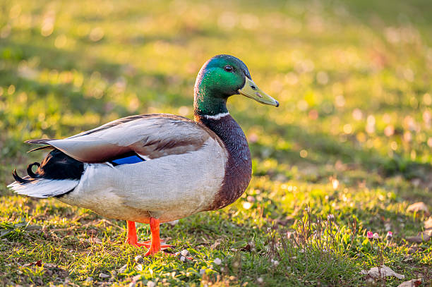 One Male Mallard Duck Standing on Grass at Sunset.