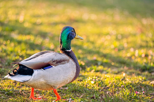 istock One Male Mallard Duck Standing on Grass at Sunset. 2213913476