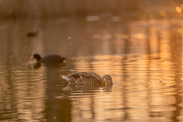 Female Mallard Duck Feeding at Sunset.  Anas platyrhynchos on Golden Water.