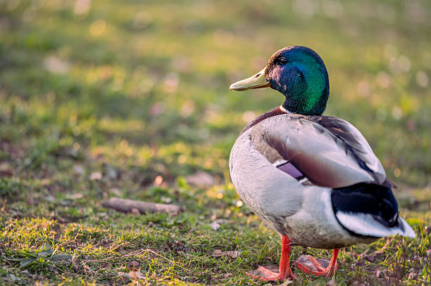istock One Male Mallard Duck Standing on Grass at Sunset. 2213914103