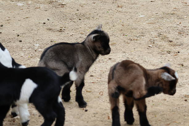 istock Cute little goat portrait 2213915551