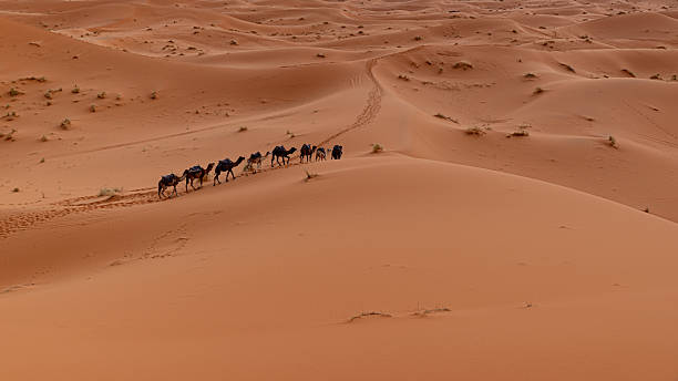 istock Caravan into infinity, camels crossing the Sahara Desert 2213916324