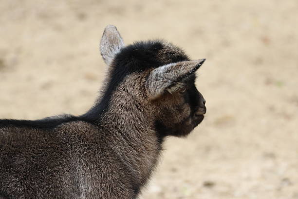 istock Cute little goat portrait 2213916386