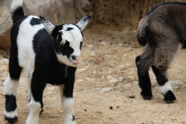 baby goat cuddling
