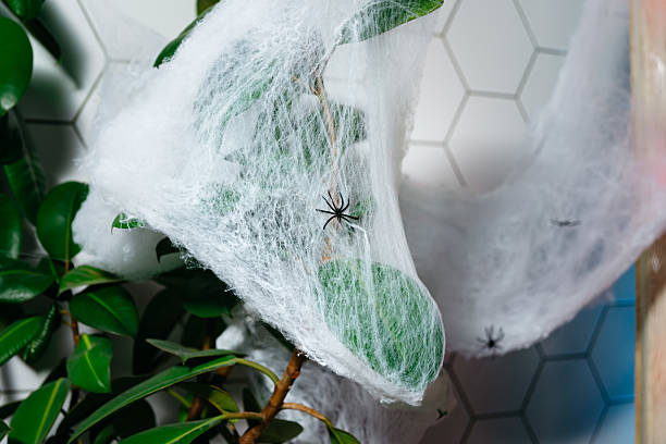 istock Fake spider web Halloween decoration on plant. 2213917009