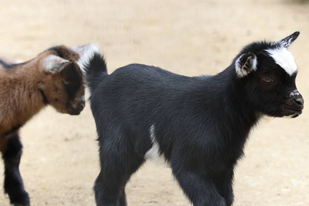goats and baby goats in agricultural farm barn sitting  playing