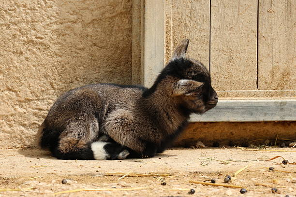 young goat grazing on farm