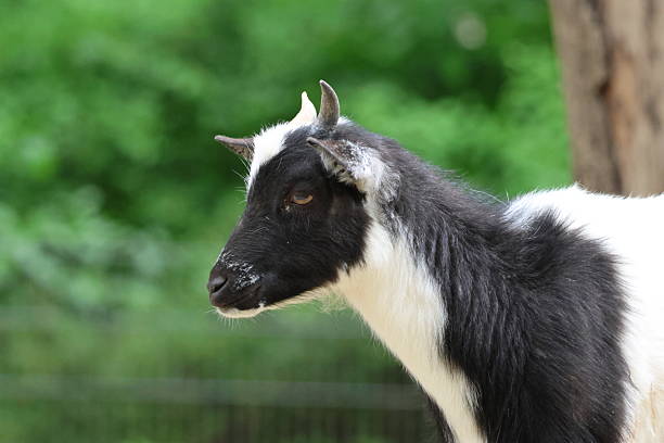 istock Cute little goat portrait 2213917668