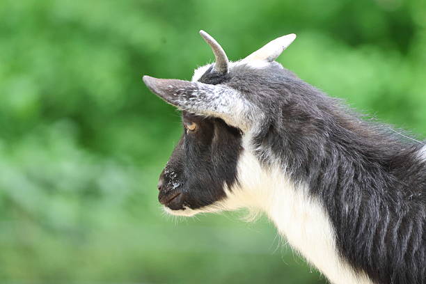 istock Cute little goat portrait 2213917670