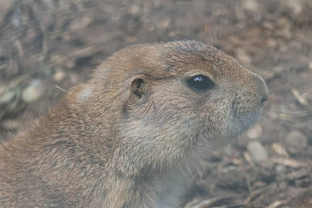 istock Marmot portrait 2213918722