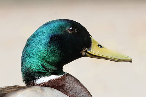 Colourful duck giving side eye to the camera
